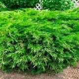 Kako razmnožiti reznice kleke kod kuće